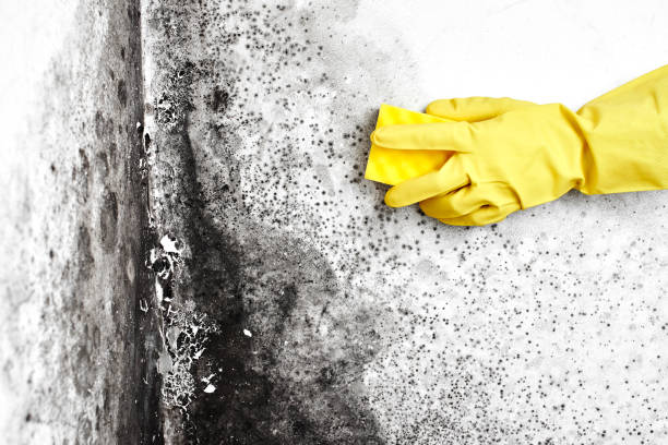 Best Black Mold Removal  in Apex, NC
