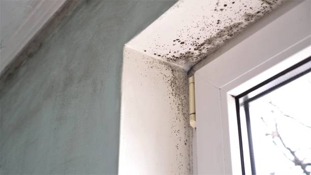 Best Mold Testing  in Apex, NC