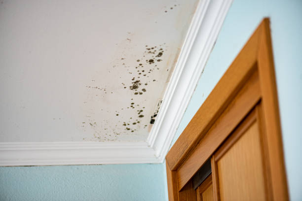 Best Same-Day Mold Removal  in Apex, NC