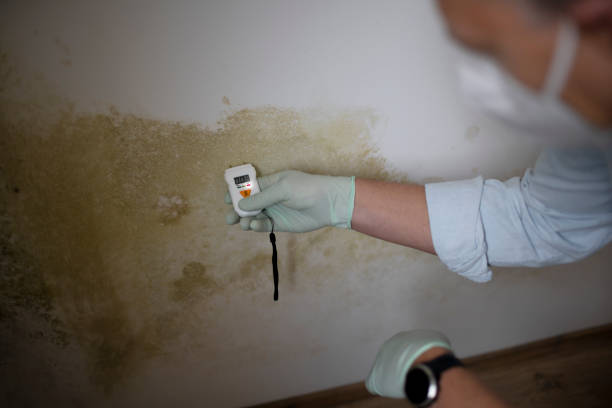 Best Mold Remediation  in Apex, NC