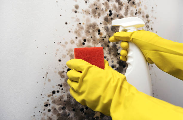 Best Mold Removal Near Me  in Apex, NC