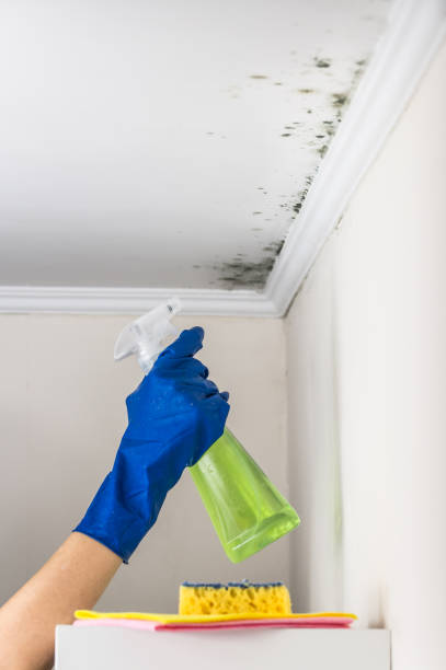 Attic Mold Removal in Apex, NC