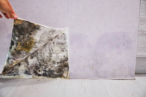 Best Fast Mold Removal  in Apex, NC